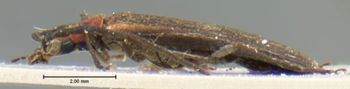 Media type: image;   Entomology 7103 Aspect: habitus lateral view